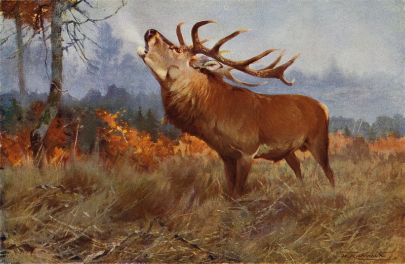 Cerf élaphe - after Wilhelm Kuhnert