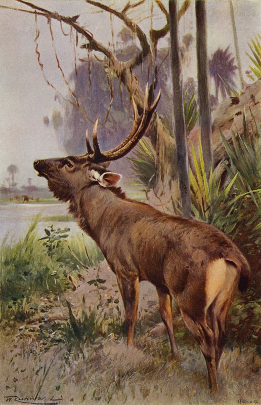 Sambar - after Wilhelm Kuhnert