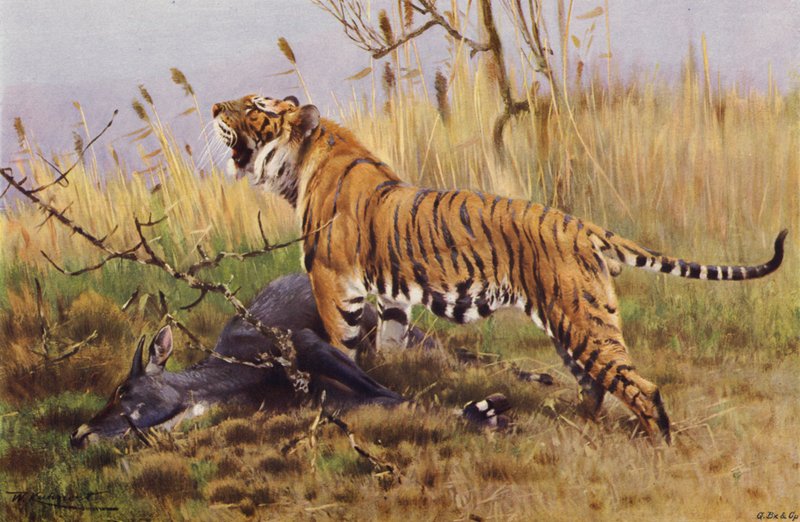 Tigre - after Wilhelm Kuhnert